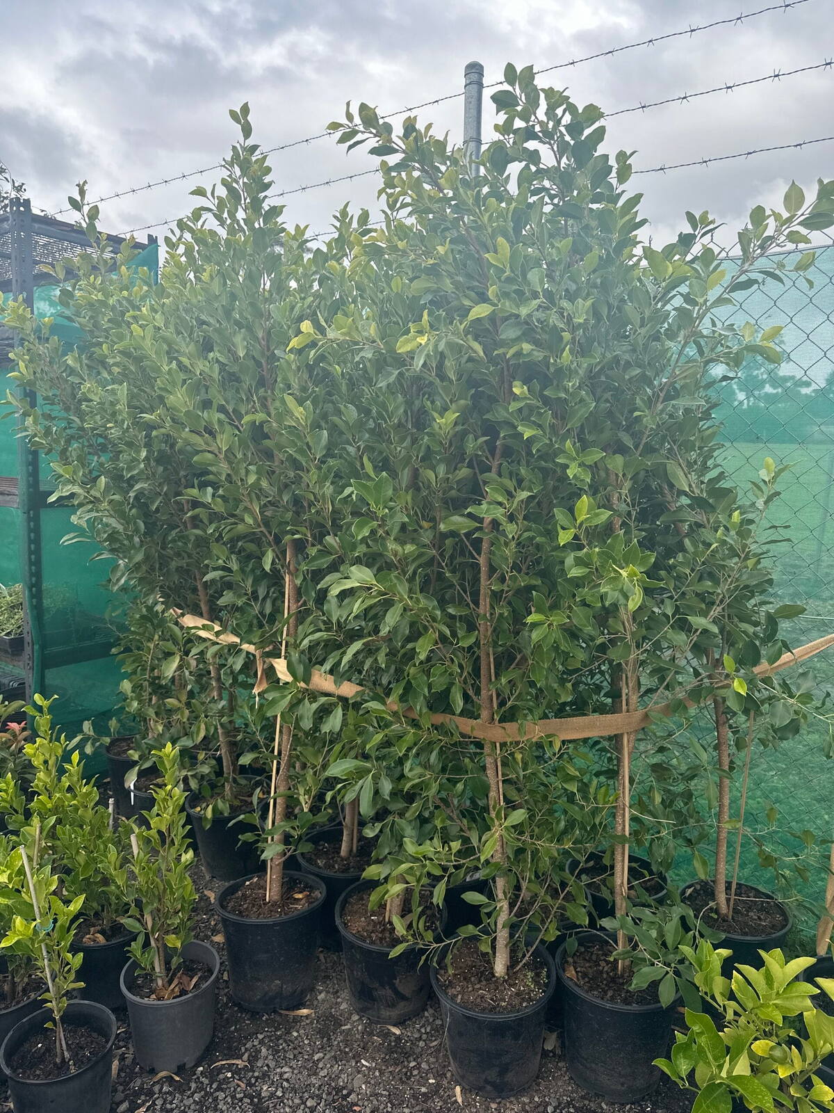 Ficus microcarpa hillii Flash | Order Online Coastal Native Supply